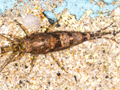 Petrobius sp.